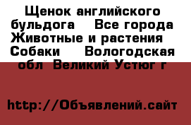 Щенок английского бульдога  - Все города Животные и растения » Собаки   . Вологодская обл.,Великий Устюг г.